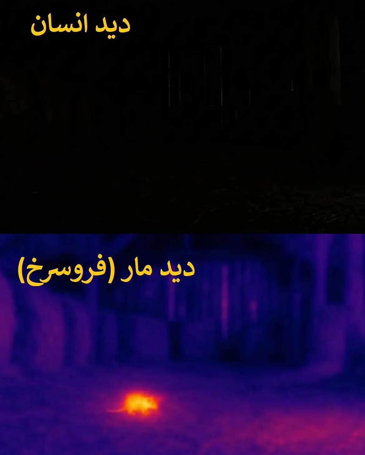 آریا جوان