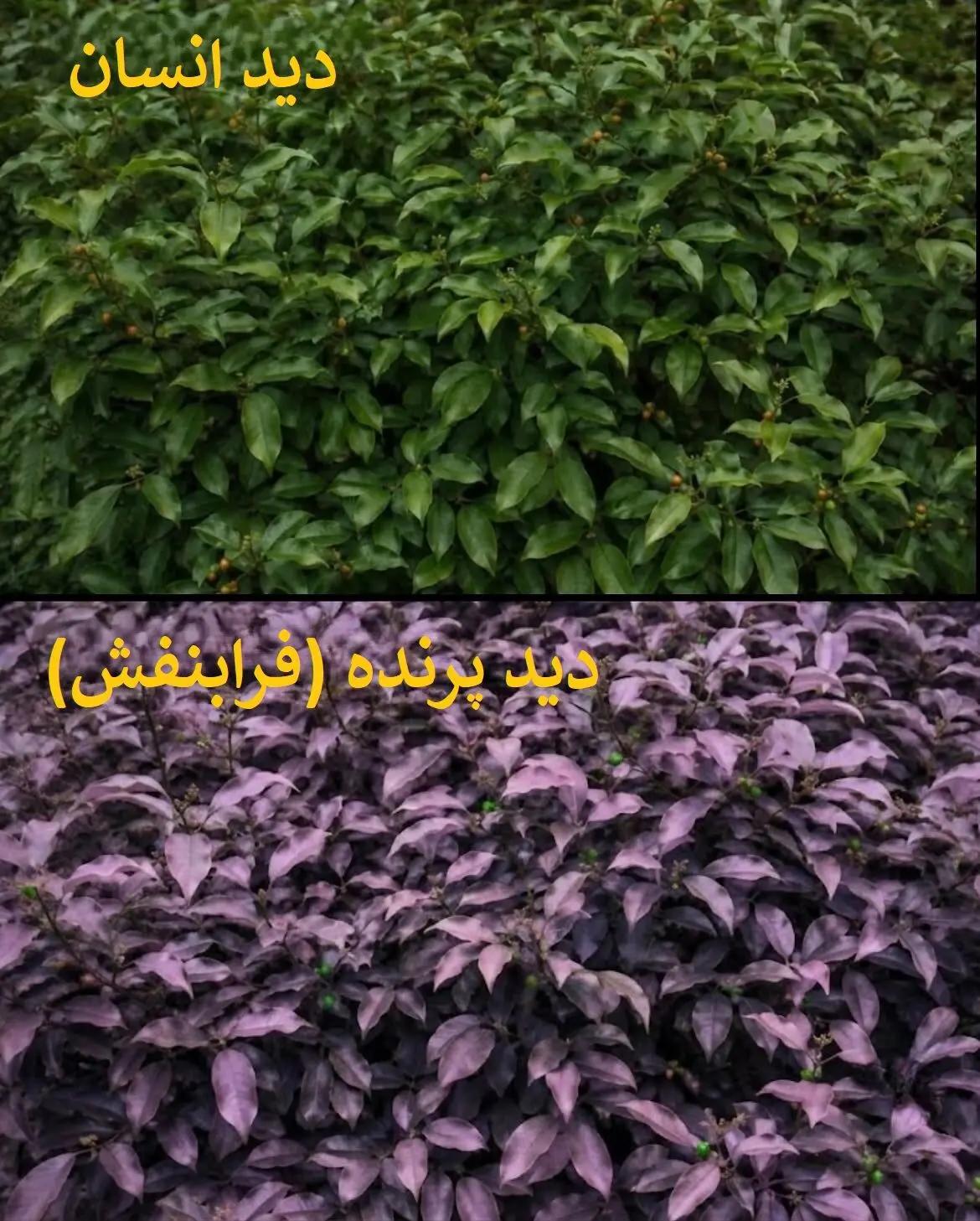 آریا جوان