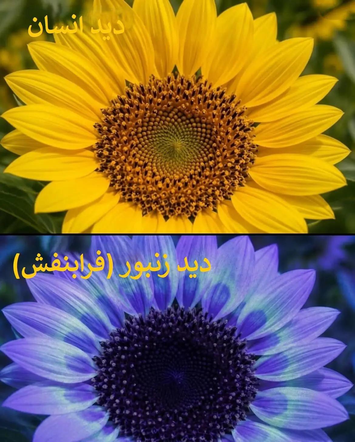 آریا جوان