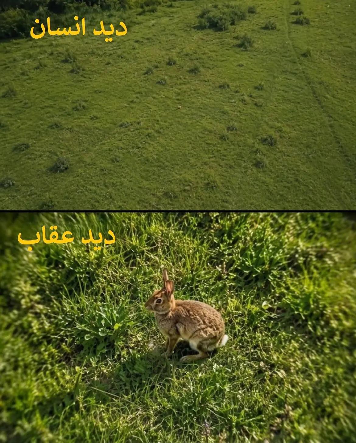 آریا جوان