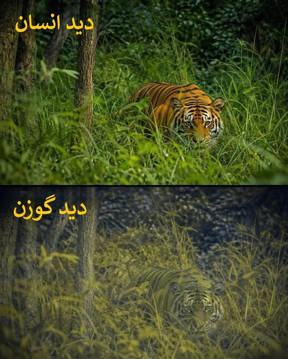 آریا جوان