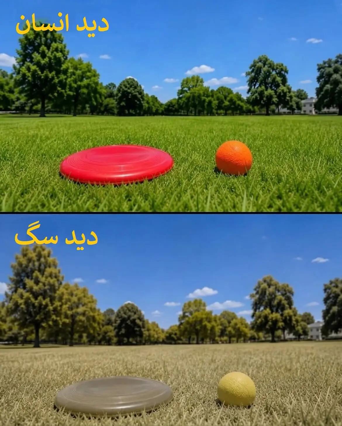 آریا جوان