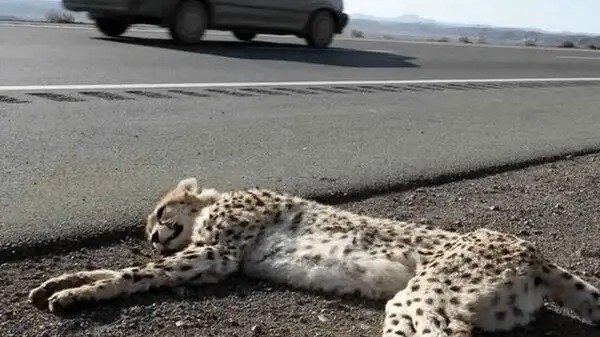 اعتباری ۷۰ میلیاردی برای فنس‌کشی جاده مرگ یوزها