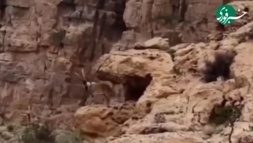 قوچ وحشی بر فراز کوه‌های بافق