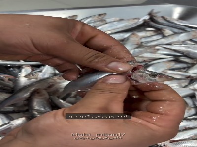 ماهی کیلکا رو چطور تمیز کنیم؟