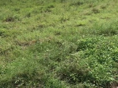 پرش پلنگ برای شکار پرنده