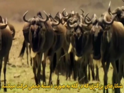 چرا شیرها به صورت دسته جمعی شکار میکنند؟
