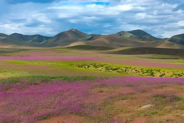 ال‌نینو خشک‌ترین بیابان دنیا را غرق در گل کرد