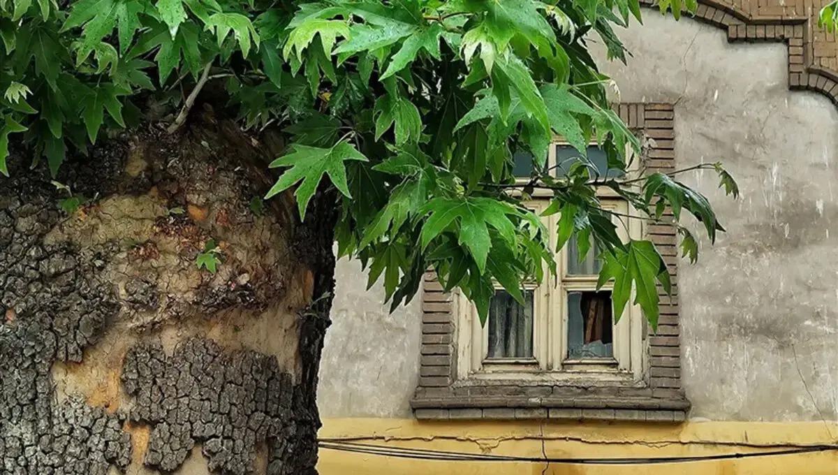 قطع چنار ۸۰۰ ساله روستای زگلیک؛ دادستانی اهر پرونده قضایی تشکیل داد