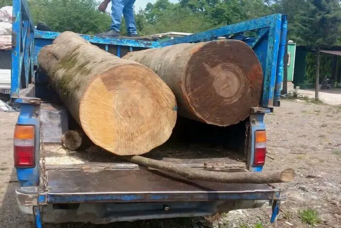 حجم واقعی قاچاق چوب در کشور مشخص نیست